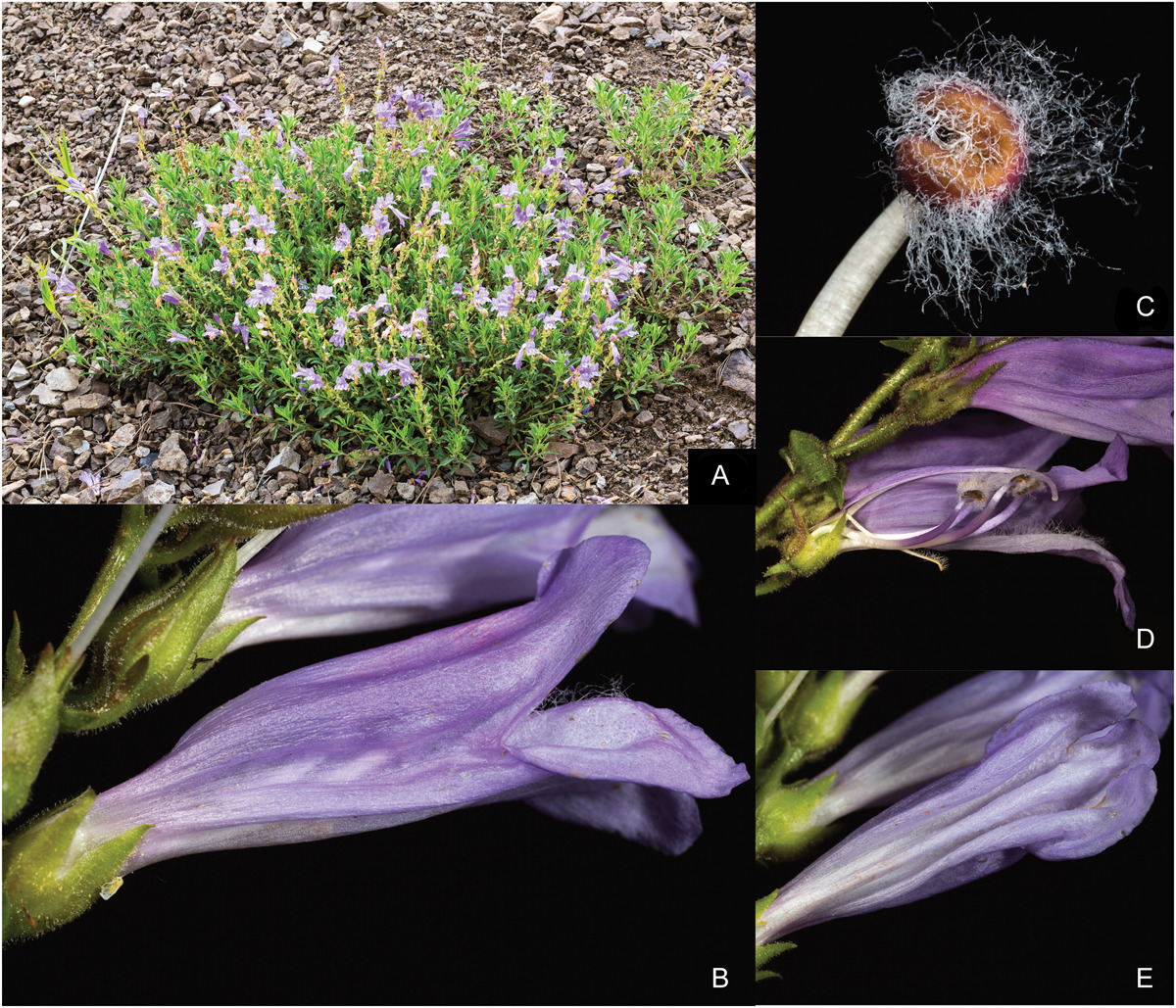 Testing hypotheses of hybrid taxon formation in the shrubby beardtongues (Penstemon subgenus Dasanthera)